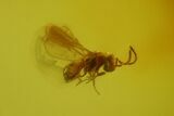 Tiny Fossil Wasp (Hymenoptera) In Baltic Amber #173669-1